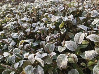 Green leaves of a plant covered with hoarfrost. Beautiful natural background with frost on the grass. Frozen flower. Rime ice on grass blades in the garden during frosts. Cold. Winter background.