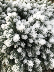 Green leaves of a plant covered with hoarfrost. Beautiful natural background with frost on the grass. Frozen flower. Rime ice on grass blades in the garden during frosts. Cold. Winter background.