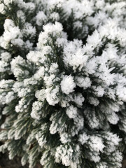 Green leaves of a plant covered with hoarfrost. Beautiful natural background with frost on the grass. Frozen flower. Rime ice on grass blades in the garden during frosts. Cold. Winter background.