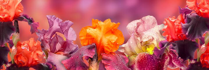 Blooming delicate iris flowers panorama, soft background.