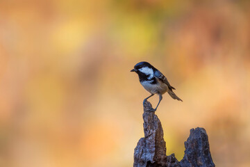 Beautiful bird. Nature background. Coal Tit. Periparus ater. 