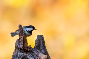 Beautiful bird. Nature background. Coal Tit. Periparus ater. 