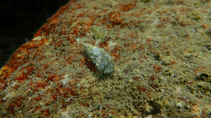 Mediterranean rocky shore hermit crab or Mediterranean intertidal hermit crab (Clibanarius erythropus) and seashell of sea snail Cerithium lividulum undersea, Aegean Sea, Greece, Halkidiki
