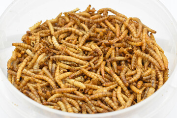 Protyn arowana fish food, dried black soilder fry larvae.