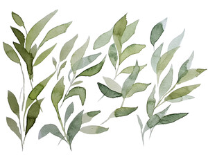 Watercolor, leaves, branch