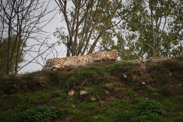 cheetah resting in grass and watching