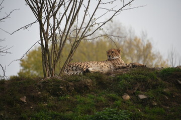 cheetah resting in grass and watching