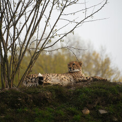 cheetah resting in grass and watching