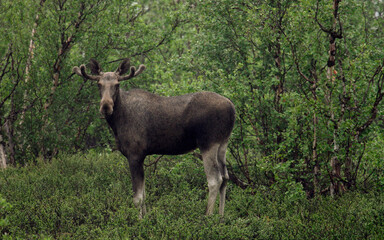 Naklejka na ściany i meble Moose in the woods 