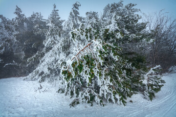 Snow-covered forest in fog. Broken pine under the weight of snow. Russia.