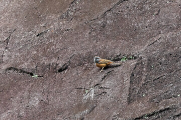 Godlewski's bunting (Emberiza godlewskii) at Walong, Arunachal Pradesh, India