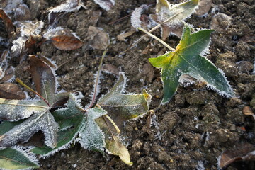 Gefrorene Blätter eines Amberbaums in einem Park nach Einzug von Frost und Kälte zur winterlichen...