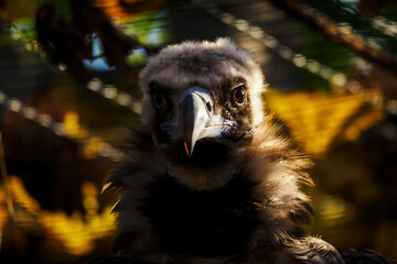 Portrait of a brown vulture in captivity.