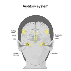 auditory system. sensory system. human ear anatomy - obrazy, fototapety, plakaty