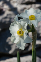 White narcissus (Narcissus jonquilla), spring flower with white petals and orange corona