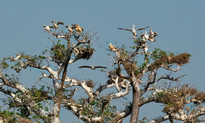 West Africa. Senegal. A huge century-old baobab, on which pelicans and white-breasted cormorants nest.