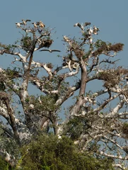 Foto op Canvas West Africa. Senegal. A huge century-old baobab, on which pelicans and white-breasted cormorants nest. © Александр Катаржин