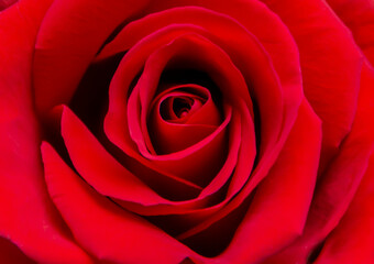 Red rose bud (core) close-up