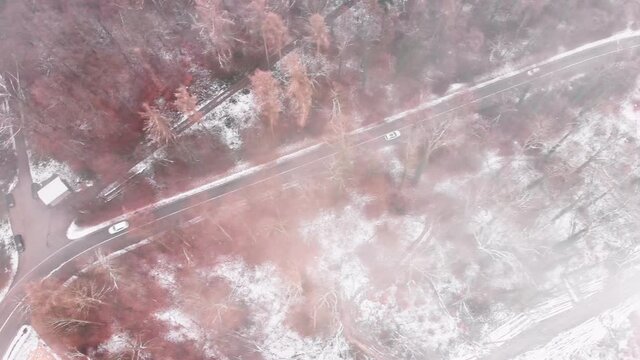 Aerial footage of cars driving along a foggy road in winter, with red trees and snow on the forest ground
