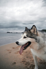 Big malamute standing on the sand beach and looking at the side