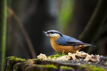 Nuthatch on a tree stump with food.