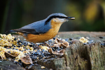 Nuthatch on a tree stump with food.