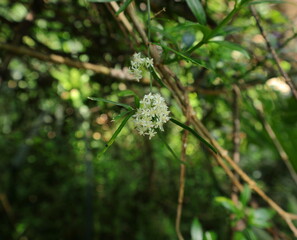 Close up of an Asparagus racemosus flower cluster
