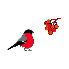 Bright vector illustration with a bullfinch and a sprig of viburnum on a white background.
