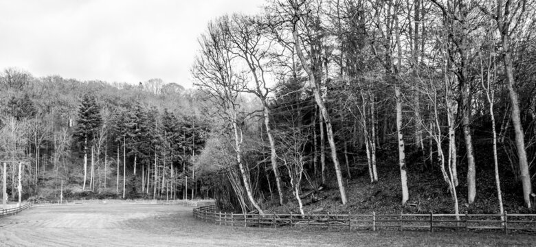 Black and white minimalist landscape photography of a forest in Strassen, Luxembourg