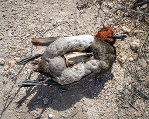 A dead redhead duck (Aythya americana) with breasts missing and exposed bone in Ash Meadows National Wildlife Refuge, Nye County, Nevada.