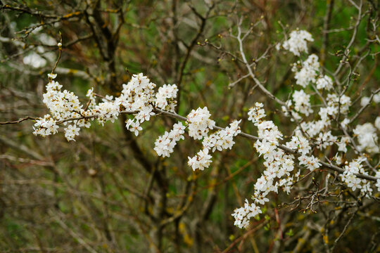 blooming cherry branch in spring against the background of a blurred forest © ALEKSANDR
