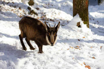 Chamois in its natural environment.