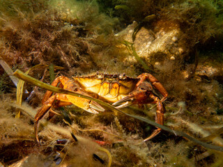 A close-up picture of a crab among seaweed. Picture from The Sound, between Sweden and Denmark