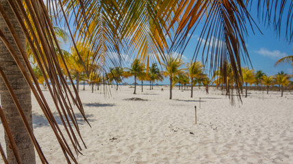Cuba, february 2012, palm trees and white sand beach, blue sky