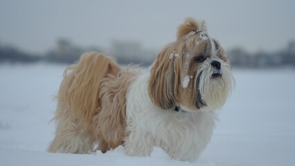shih tzu dog walks in the park in winter