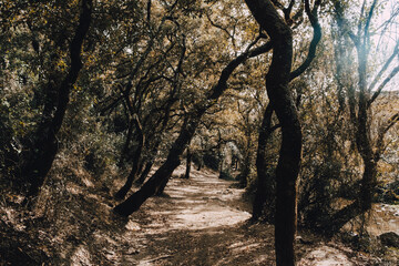 Fototapeta na wymiar Quercus - cork tree - pathway in Portugal