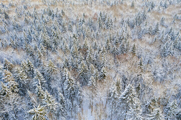 Drone shot flying on winter forest,  aerial bird-eye view