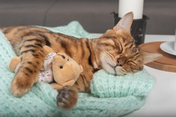 Bengal cat hugs a favorite teddy bear soundly sleeping.