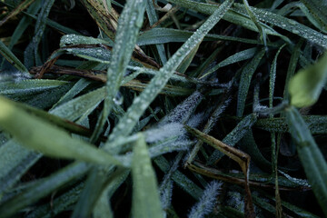frost covered grass