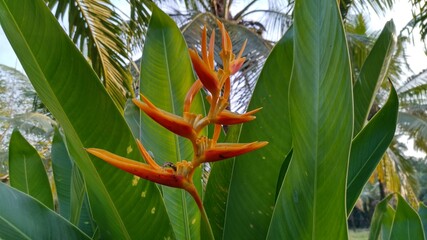 tropical tree with flowers