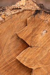 ścięte drzewo w polskim lesie.