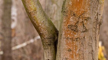 w bukowy lesie dzewo z twarzą.