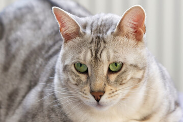 beautiful cat is lying on the couch and rests. Nice Silver spotted Bengal cat at home. close up