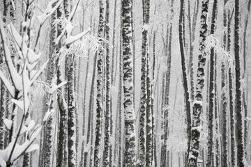 Snowy birches trees in forest, winter monochrome landscape