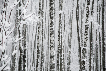 Snowy birches trees in forest, winter monochrome landscape