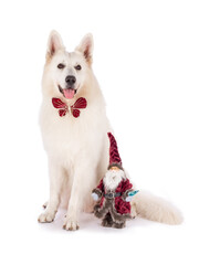 5 year old white shepherd dog sitting with a Santa doll Christmas decoration, wearing a red butterfly bowtie. Isolated on a white background