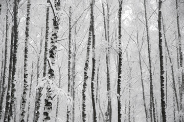 Snowy birches trees in forest, winter monochrome landscape