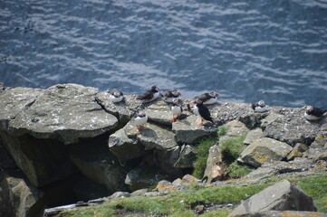 The cute colonies of Atlantic Puffins on Mykines Island in the Faroese mountains