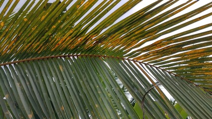 coconut tree leaves