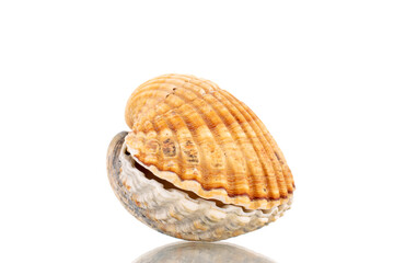 Two sea shells, close-up, isolated on white.